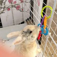 Épinglé sur i love my rabbit