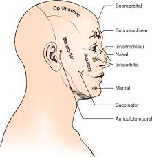 cranial nerve v the trigeminal nerve