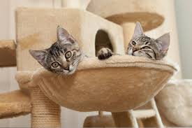 Wikihow showcases free cat tree plan. How To Make Diy Cat Furniture Arm Hammer Cat Litter