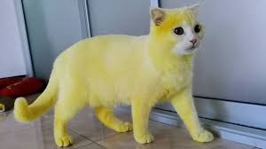 To dream of a white cat symbolizes balanced illusion. Woman Accidentally Dyes Cat Yellow After Applying Turmeric Treatment Ladbible