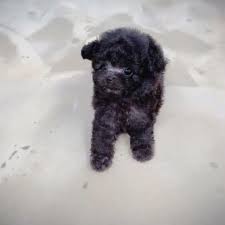 toy teacup poodle puppies in ohio