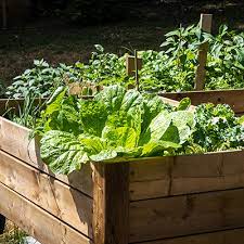 Tips For Growing Vegetables In Summer