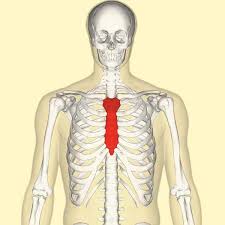 The chest anatomy muscle is made up of two pectoral muscles, also known as the 'pecs'. The Sternum Body Manubrium Xiphoid Teachmeanatomy