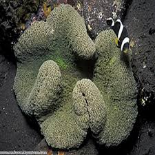 carpet anemone