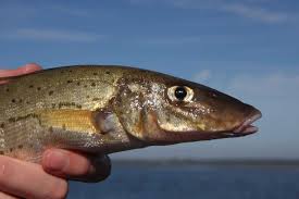 king george whiting your ultimate