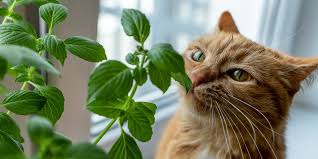 Can Cats Eat Basil All About Cats