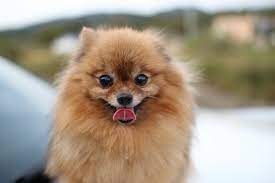 5 diffe types of pomeranians with