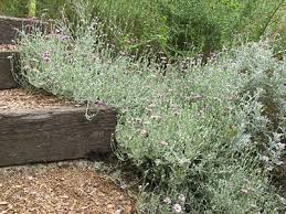 wildscaping plants lessingia silver