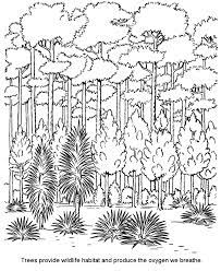 The dark color of evergreen needles allows them to absorb heat from the sun and also helps them start photosynthesis early. Coloring Pages Of Forest Coloring Home