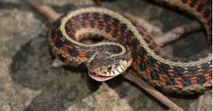 garter snake facts thamnophis
