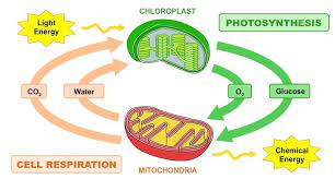 photosynthesis vs respiration bioninja