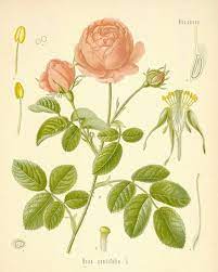 a modern herbal roses