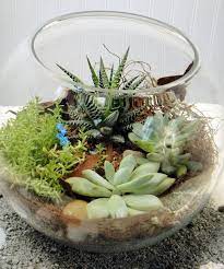 Succulent Terrarium Succulent Bowls