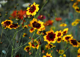 Plains coreopsis - Wikipedia