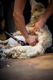 lister shearing equipment