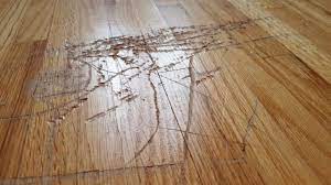 clean wood floors maintain hardwood