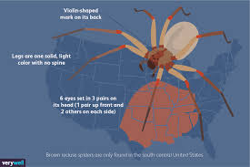 brown recluse spiders how to tell if