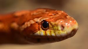 What Do Corn Snakes Eat A Diet Food Guide