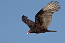 Image result for red headed turkey vulture