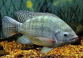 the tilapia fish characteristics