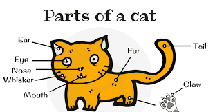 Different Cat Parts Useful Cat Anatomy With Pictures 7 E S L