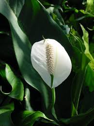Toxic to dogs, toxic to cats. Spathiphyllum Mauna Loa Peace Lily Peace Lily Spathe Flower White Sails North Carolina Extension Gardener Plant Toolbox