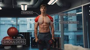 Exercise Anatomy Shoulders Workout Pietro Boselli