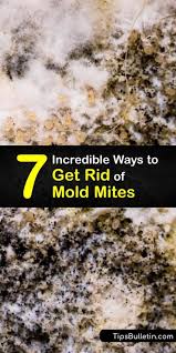 7 incredible ways to get rid of mold mites