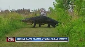 see alligators in florida