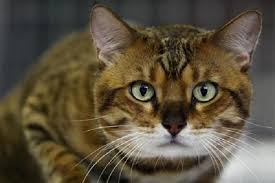 Kucing bengal jantan junior bodi besar. Hasil Penelitian Kucing Bisa Respons Panggilan Manusia