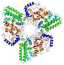 Bleomycin hydrolase - Wikipedia