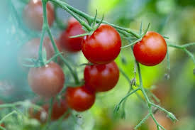 how to grow tomatoes complete growing