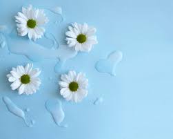 fresh white flowers on blue background