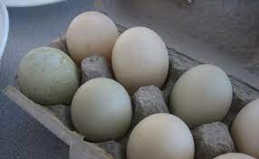 Check spelling or type a new query. Everything You Need To Know About Duck Eggs Modern Farmer