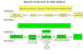 Brain Science Chart The Bible In The 21st Century