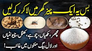 urdu hindi ants mosquitos flies