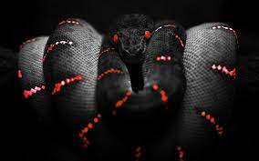 Black and Red Snake Wallpapers - Top ...
