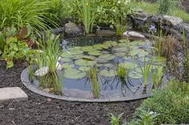 garden pond pictures for your dream garden
