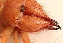 The most notable feature of the camel spider is its paired large jaws that like a combination of knife/pliers tools. Solifugae Wikipedia
