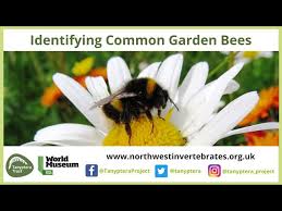 identifying common uk garden bees you