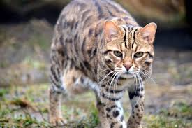 It can be found in tropical rainforests, deciduous forests and subtropical asian golden cat is crepuscular animal which means that it is active mostly at dusk and dawn. How Can You Tell If Your Cat Is A Tabby Or A Bengal One Green Planet