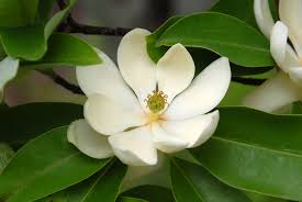 Maybe you would like to learn more about one of these? Magnolia Virginiana Swamp Magnolia Sweetbay Sweet Bay Sweet Bay Magnolia Sweetbay Magnolia North Carolina Extension Gardener Plant Toolbox