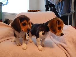 beagle puppies lol tiny playing akc