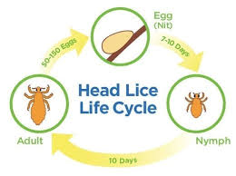 Understanding Head Lice Their Life Cycle How They Survive