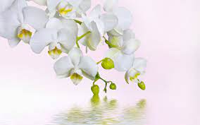 White Orchids HD Wallpaper