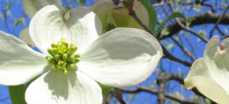 Flowering dogwood is recognized by most people for its spring floral display that can be white or pink. Dogwood Nature S Little Show Off Missouri Environment And Garden News Article Integrated Pest Management University Of Missouri