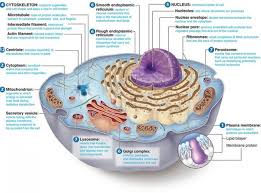 structure of cell membrane cytoplasm