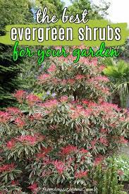 evergreen shrubs for shade that look