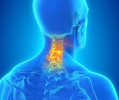 Neck, in land vertebrates, the portion of the body joining the head to the shoulders and chest. A Literal Pain In The Neck The Center