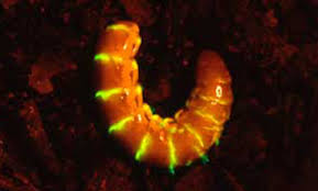 glow worms railroad worms
